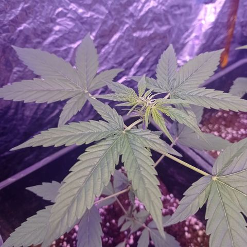 Milky Way #01 growlog timeline photo