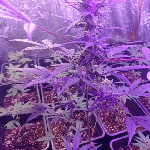 Royal Dwarf growlog timeline photo