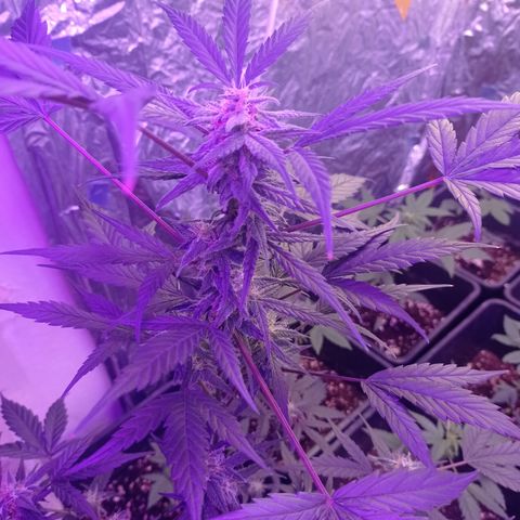 Royal Dwarf growlog timeline photo