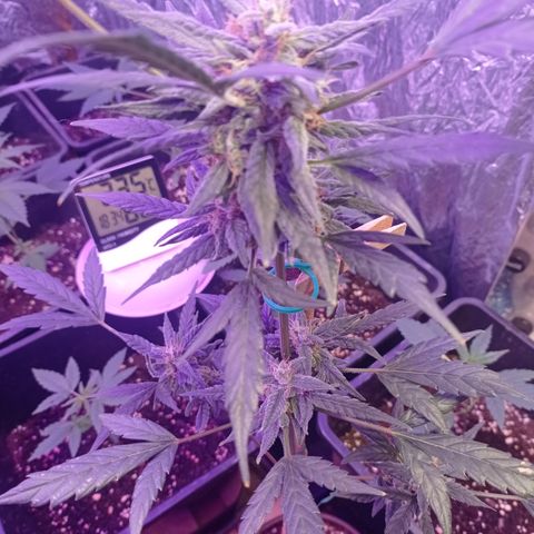 Royal Dwarf growlog timeline photo