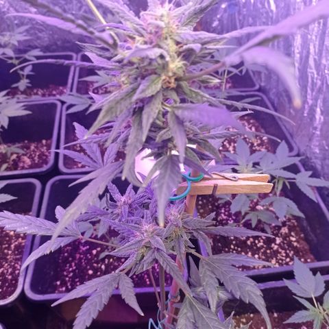 Royal Dwarf growlog timeline photo