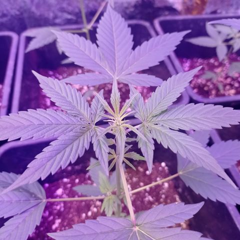 Milky Way #01 growlog timeline photo