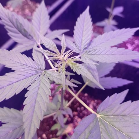 Milky Way #01 growlog timeline photo