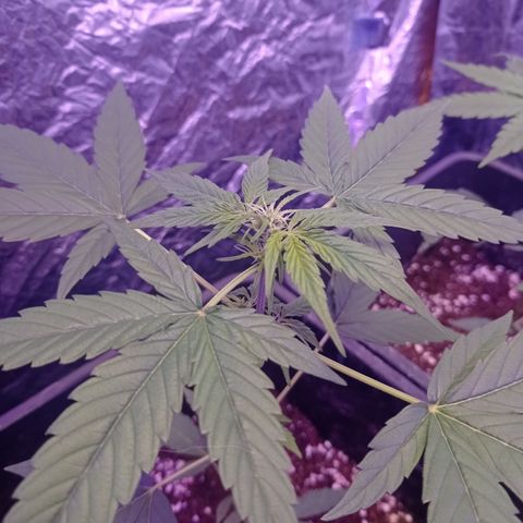 Milky Way #01 growlog timeline photo