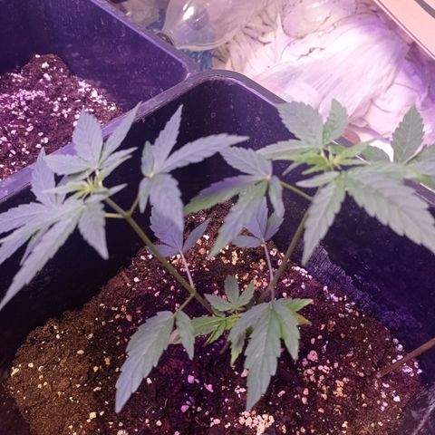 Milky Way #01 growlog timeline photo