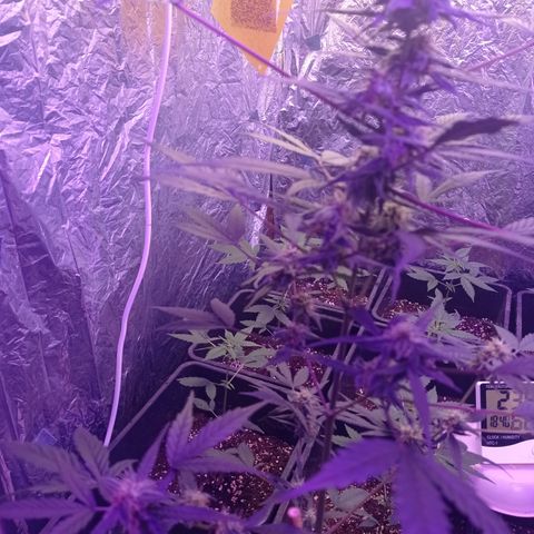 Royal Dwarf growlog timeline photo