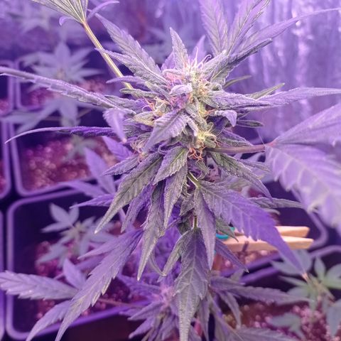 Royal Dwarf growlog timeline photo