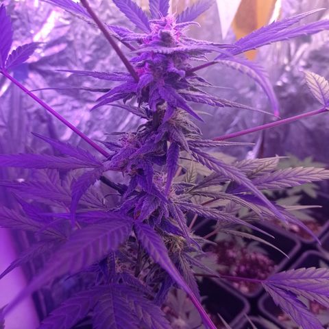 Royal Dwarf growlog timeline photo