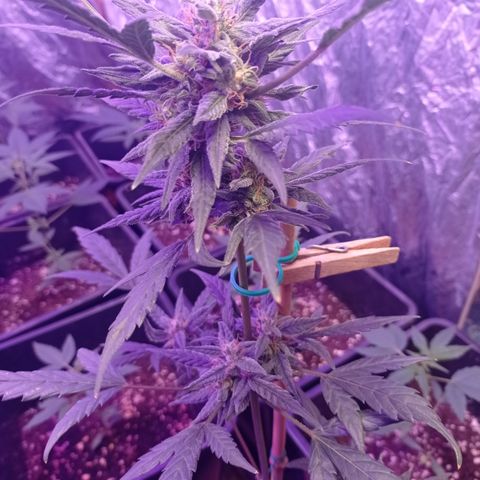 Royal Dwarf growlog timeline photo