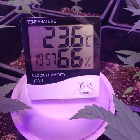 Royal Dwarf growlog timeline photo