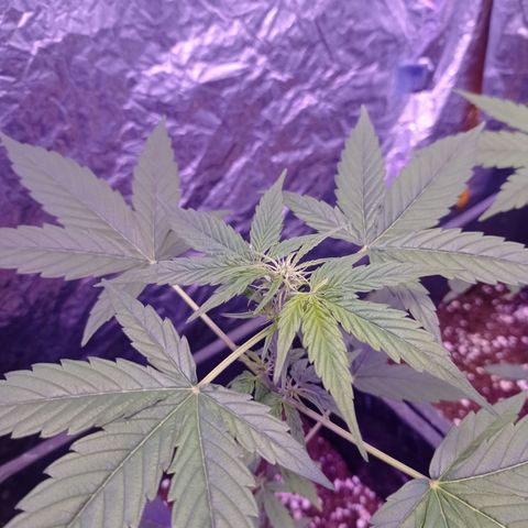 Milky Way #01 growlog timeline photo