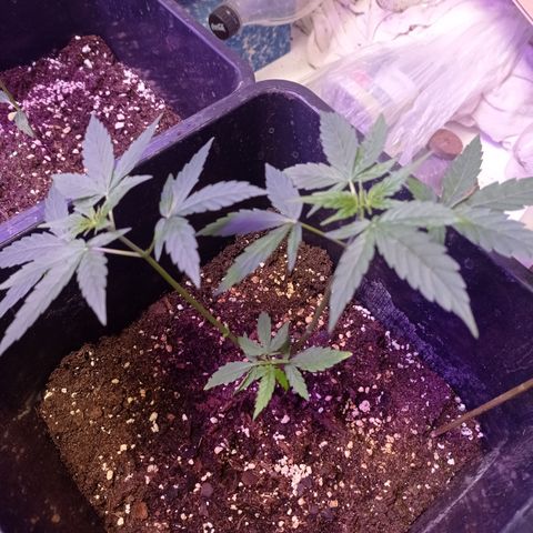 Milky Way #01 growlog timeline photo