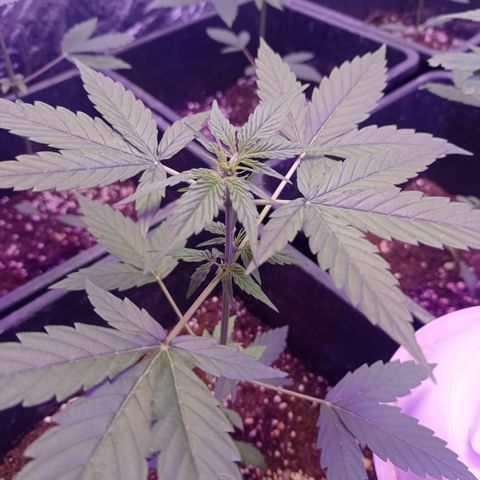 Milky Way #01 growlog timeline photo