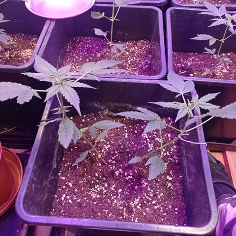 Milky Way #01 growlog timeline photo