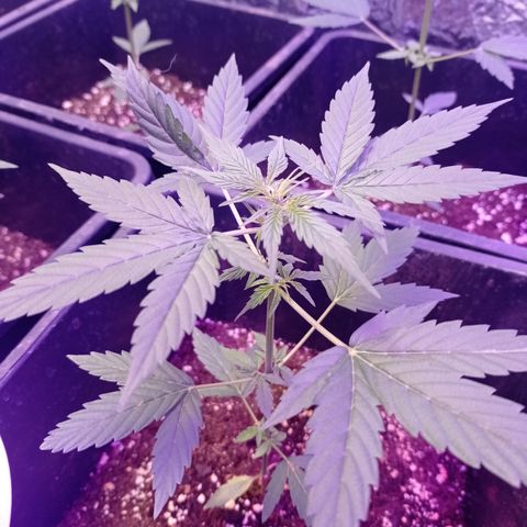 Milky Way #01 growlog timeline photo