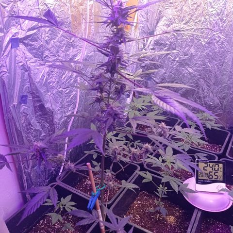 Royal Dwarf growlog timeline photo