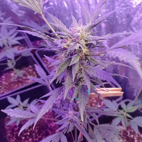 Royal Dwarf growlog timeline photo