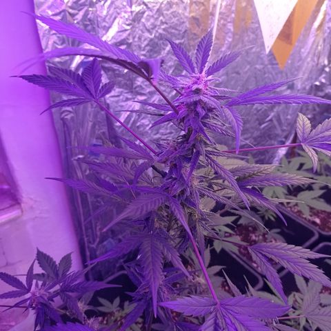 Royal Dwarf growlog timeline photo