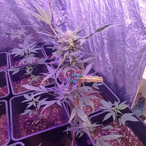 Royal Dwarf growlog timeline photo