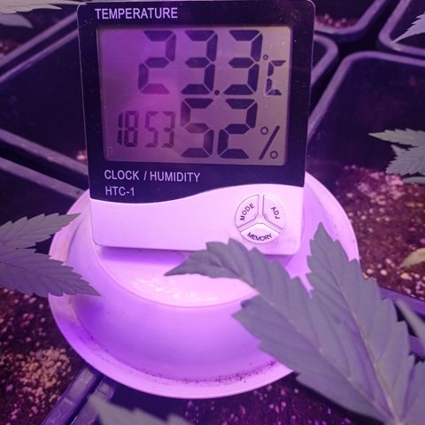 Royal Dwarf growlog timeline photo