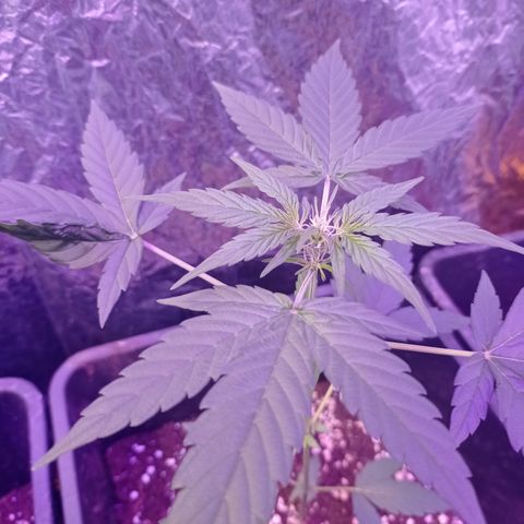Milky Way #01 growlog timeline photo