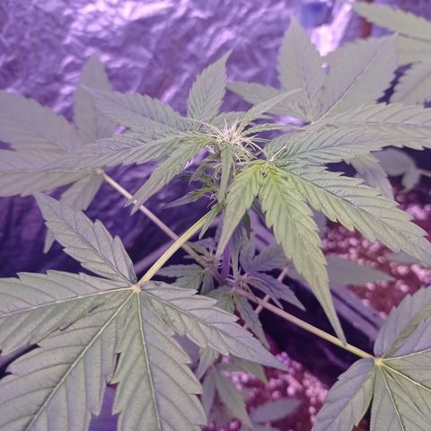 Milky Way #01 growlog timeline photo