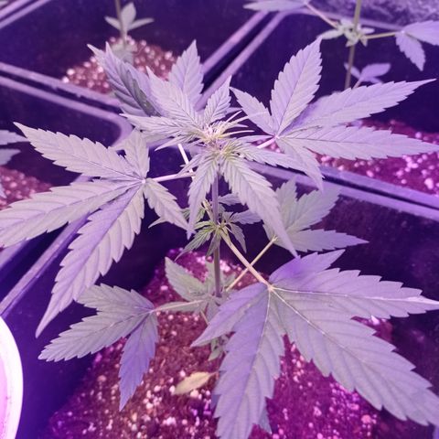 Milky Way #01 growlog timeline photo