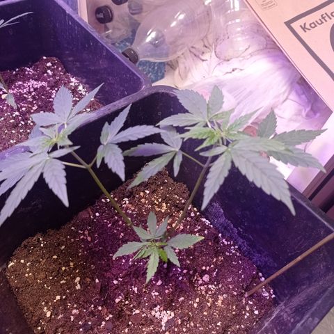 Milky Way #01 growlog timeline photo