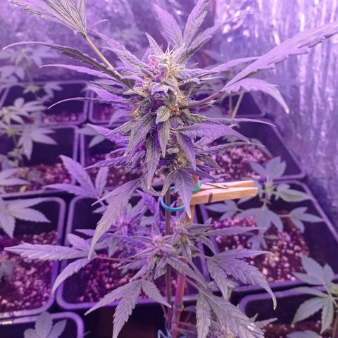Royal Dwarf growlog timeline photo