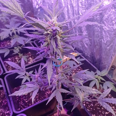 Royal Dwarf growlog timeline photo