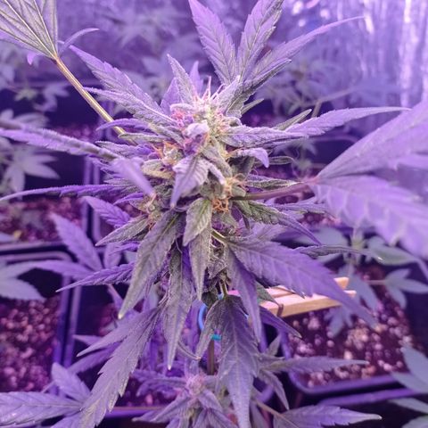 Royal Dwarf growlog timeline photo