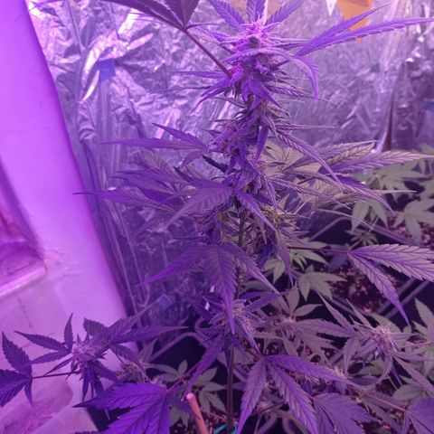 Royal Dwarf growlog timeline photo