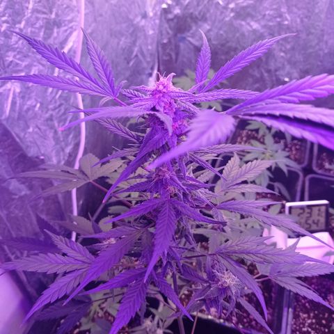 Royal Dwarf growlog timeline photo