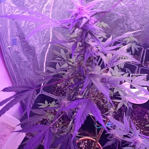 Royal Dwarf growlog timeline photo