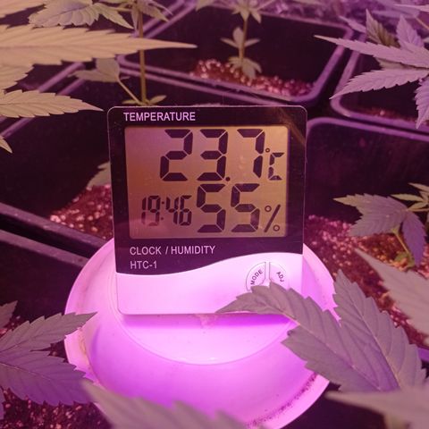 Royal Dwarf growlog timeline photo