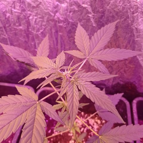 Milky Way #01 growlog timeline photo