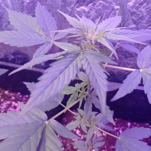 Milky Way #01 growlog timeline photo