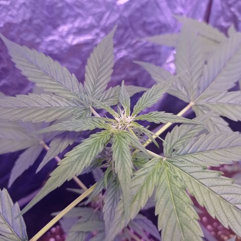 Milky Way #01 growlog timeline photo