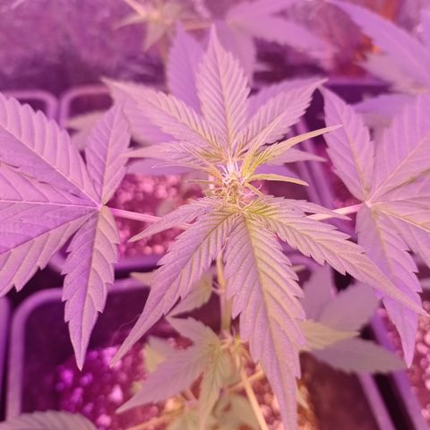 Milky Way #01 growlog timeline photo