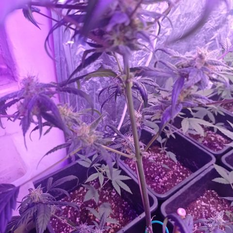 Royal Dwarf growlog timeline photo