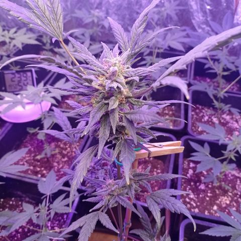 Royal Dwarf growlog timeline photo