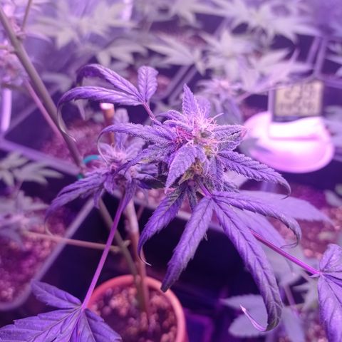 Royal Dwarf growlog timeline photo