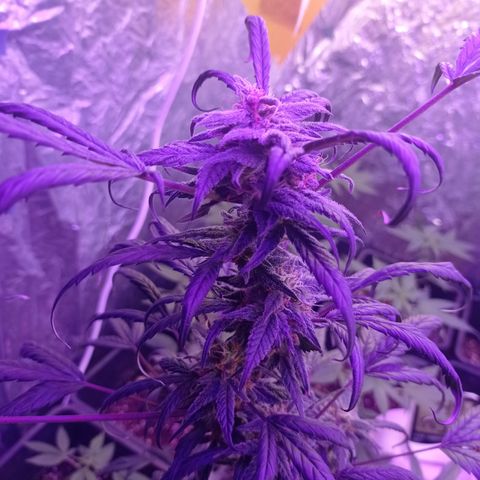 Royal Dwarf growlog timeline photo