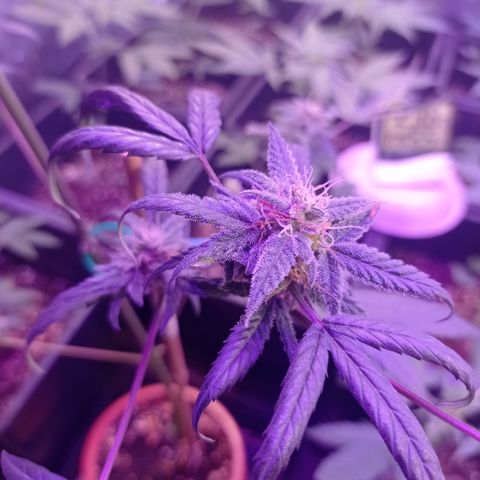 Royal Dwarf growlog timeline photo
