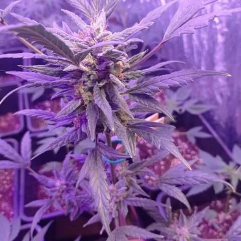Royal Dwarf growlog timeline photo