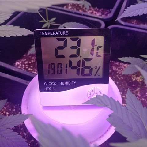 Royal Dwarf growlog timeline photo
