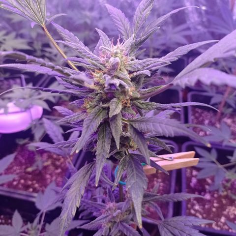 Royal Dwarf growlog timeline photo