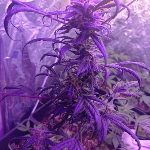 Royal Dwarf growlog timeline photo