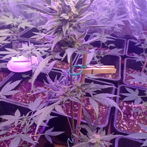 Royal Dwarf growlog timeline photo