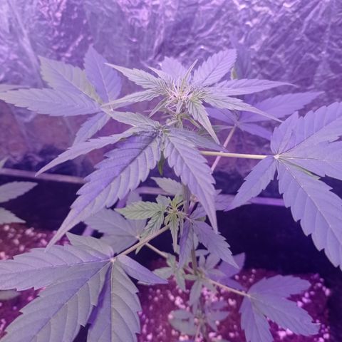 Milky Way #01 growlog timeline photo